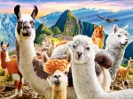 Lamas-Selfie