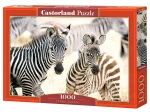 Young Zebras