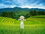 Rice Fields in Vietnam