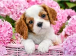 Welpe in rosa Blumen