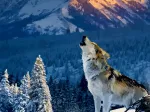Yellowstone-Wolf