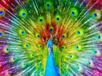 Bunter Pfau