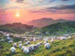 Sheep and Volcanoes