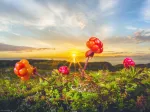 Cloudberries