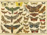 Vintage Nature - Schmetterlinge