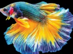 Colourful Nature - Fish