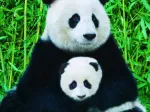 Panda-Familie