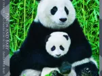 Panda-Familie
