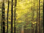 Im Wald