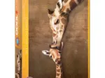 Mutter- und Babygiraffe