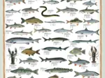 Süßwasserfische