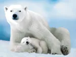 Eisbär und Baby
