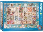 Seashell Collection
