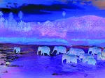 Save our Planet Collection - Regenwald