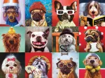 Funny Dogs