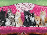 Kitty Cat Couch