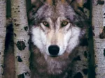 Grauer Wolf