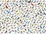 Die Welt der Vögel von David Sibley
