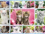 Katzenbabies