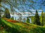 Frühlingsallee zur Tulpenblüte - Insel Mainau