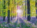 Zarte Glockenblumen im Wald