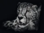 Speed - Gepard : Im Zeichen der Anmut 
