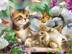 Verspielte Katzenbabies