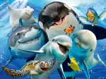 Unterwasser-Freunde