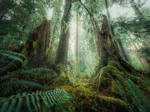 Nature Edition - Im Wald