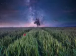 Nachthimmel Uber dem Kornfeld