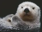Süßer kleiner Otter