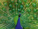 Peacock - Highlight Puzzle - Bunte Tiere
