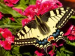 Schmetterling - Highlight Puzzle - Bunte Tiere