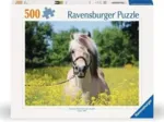 Pferd im Rapsfeld