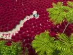 Ein Meer aus Rot