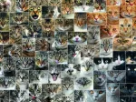 Collage - Katzen