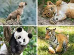 4 Progressive Puzzles - Wild Animals (20,60,100,180 Teile)