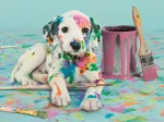 Funny Dalmatian