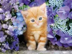 Katze Im Blumenmeer