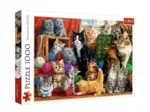 Cats Meeting