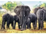African Elephants