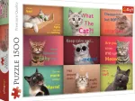 Lustige Katzen Gesichter