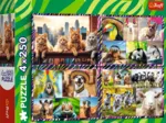 4 Puzzles - Lustige Tiere