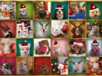 Adventskalender Tiere