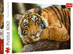 Tiger Portrait
